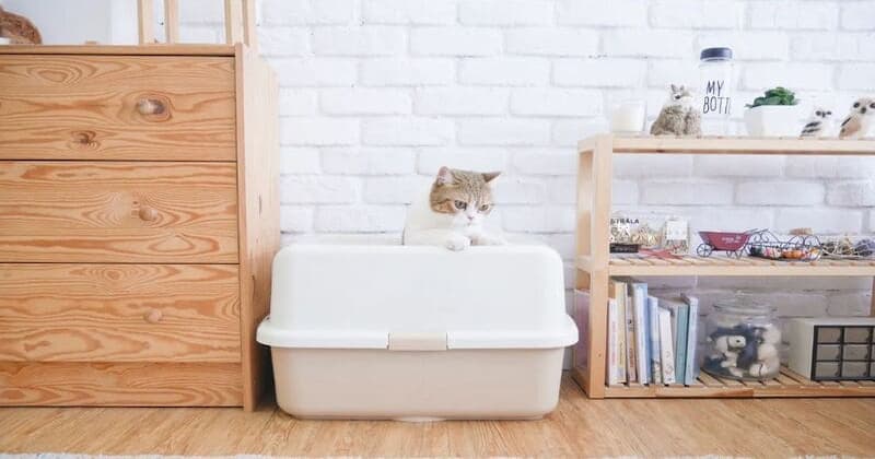 リビングにある猫トイレと猫