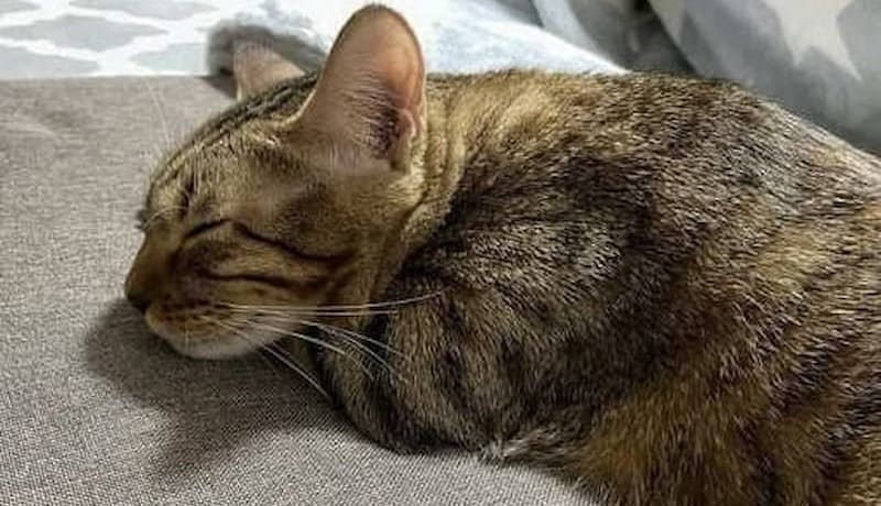 ベンガルが腕枕で眠っている様子