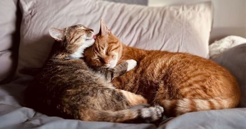 寄り添って眠る二匹の猫