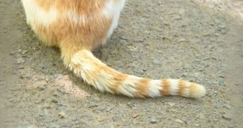 ねこのしっぽ