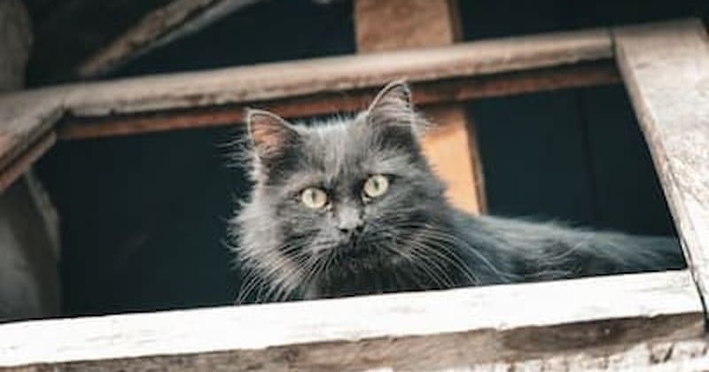 廃屋の野良猫