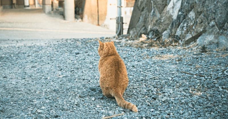 路地にいる野良ネコ