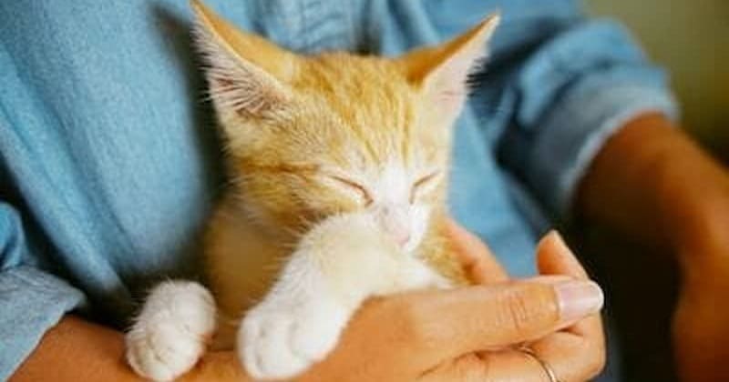 人の腕の中で眠る猫