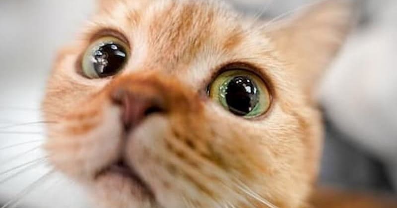 猫の目がよく分かるクローズアップ