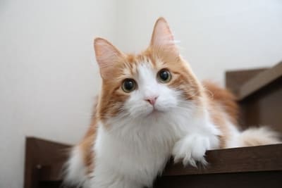 猫のメインクーン