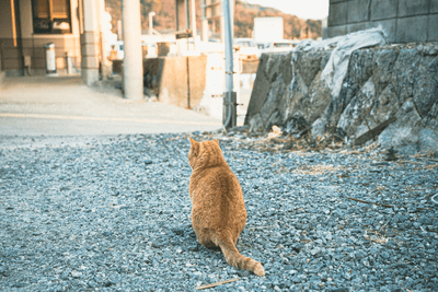 野外で背中を向けている茶色い猫
