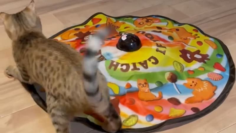 電動おもちゃで遊ぶじゅにあ