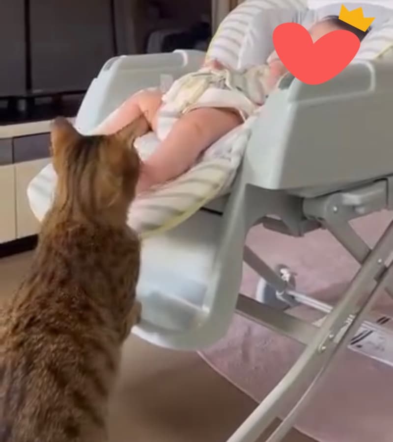 赤ちゃんに近寄る猫