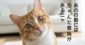 猫が首をかしげている