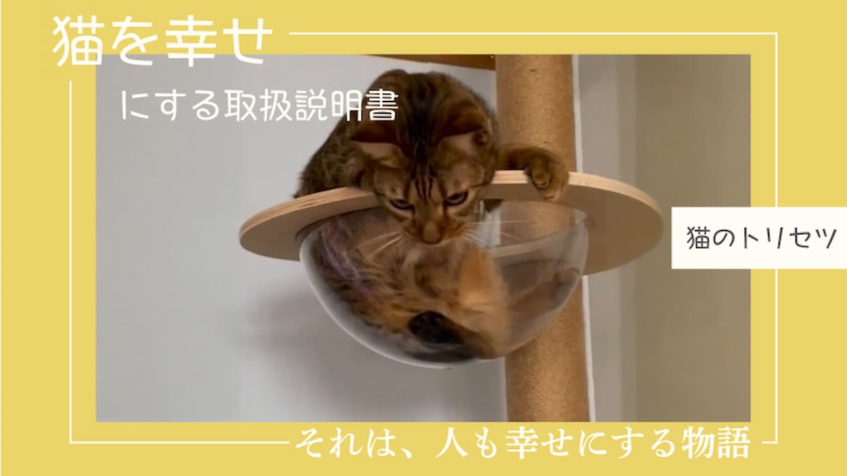キャットタワーと猫