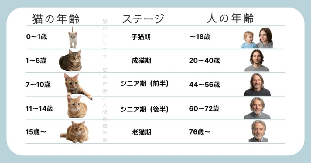 猫の年齢と人との年齢換算比較表