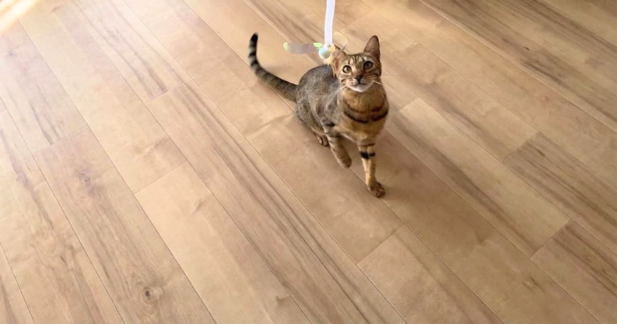 ベンガル猫が猫じゃらしで遊んでいる