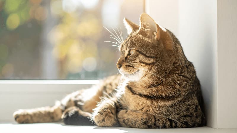 窓の外を見ている猫