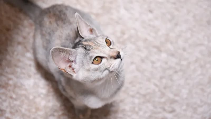 見上げている猫