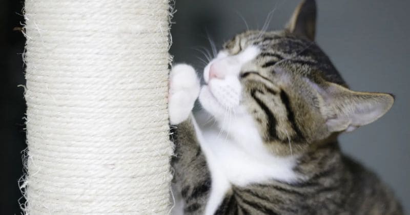 爪とぎをする猫
