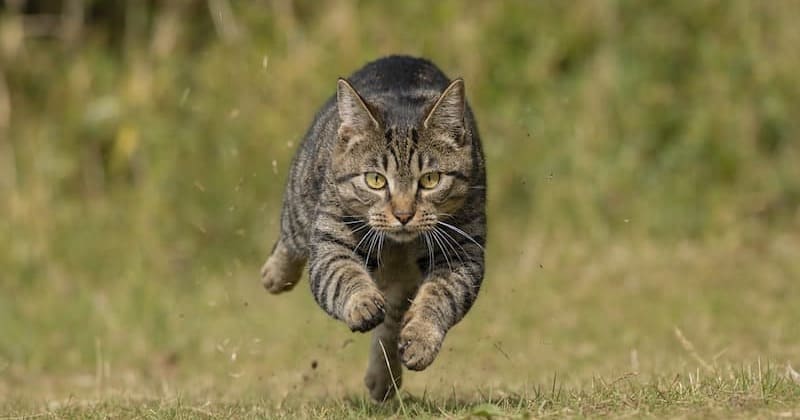 猫がえものを追って疾走する様子